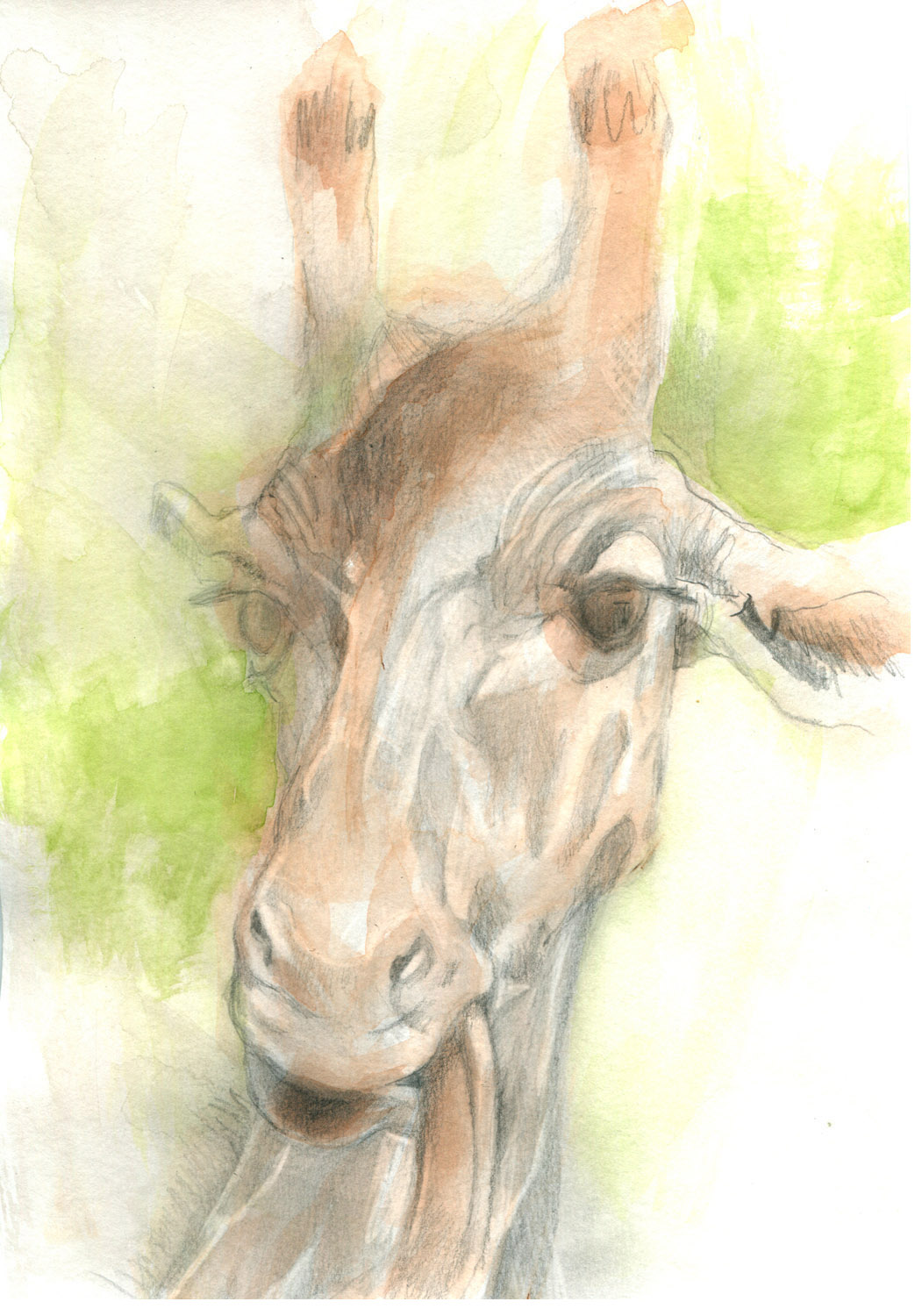 Girafa. Acuarela y grafito. 29,7 x 21 cm