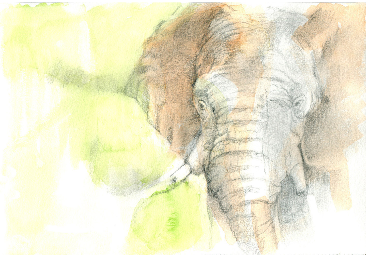 Elefante. Acuarela y grafito. 21 x 29,7 cm